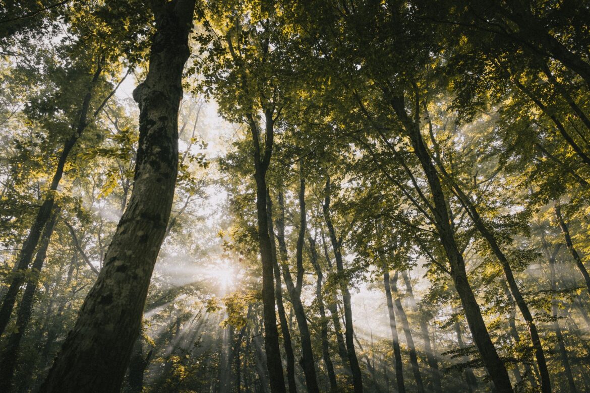serene forest with sunlight filtering through trees